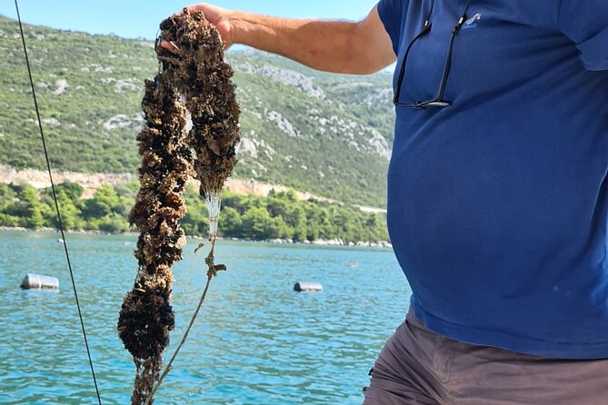 Private Oyster and Wine Tasting Day Trip along Peljesac - Edivo Wine Bar in a small wine village