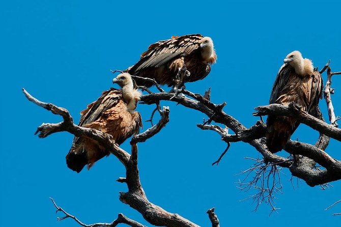 Private Plavnik Island Half-Day boat trip with capt. Bobo - Plavnik by private boat: the key points