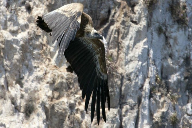 Private Plavnik Island Half-Day boat trip with capt. Bobo - Griffon vultures above the cliffs