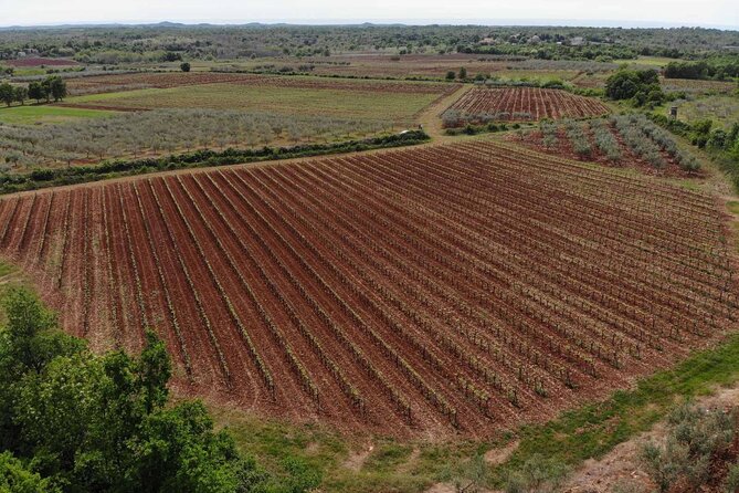 Private Sparkling Wine Tasting in Istria - Why five sparkling wines make this Istrian stop worthwhile