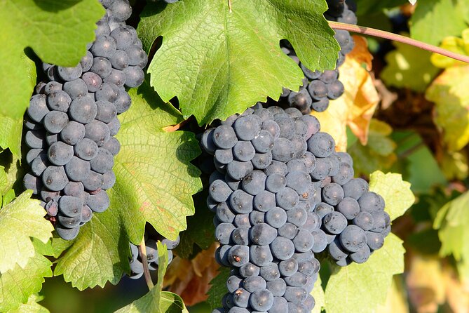 Private Sparkling Wine Tasting in Istria - What happens during the one-hour tasting