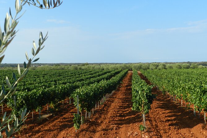 Private Sparkling Wine Tasting in Istria - Who will enjoy this more, and who may not