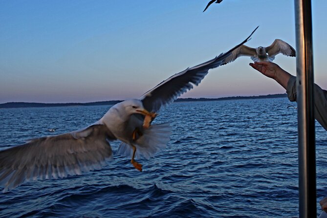 Private Sunset Dolphin Excursion with Dinner and Animation - What the $1,082.64 group price really means
