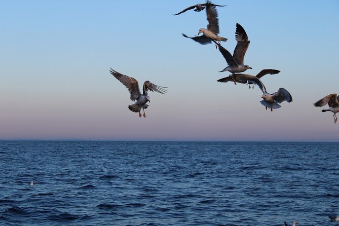 Private Sunset Dolphin Excursion with Dinner and Animation - Who will enjoy this three-hour outing most