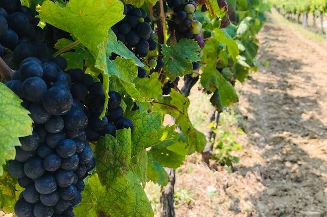 PRIVATE Wine Tour to Konavle country side - Four wines, from Chardonnay to Zinfandel
