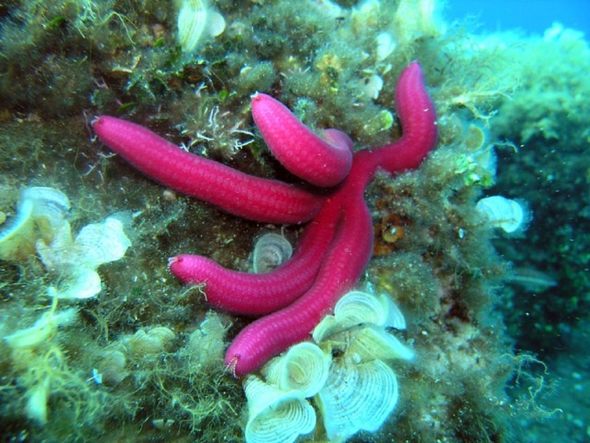 Pula: Bike Tour of Ancient Pula & Aquatic Adventures - Why the Arena is the right starting point