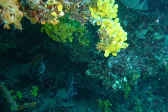 Pula Boat Trip with Snorkeling - Rt Kamenjak and Seagull Rocks