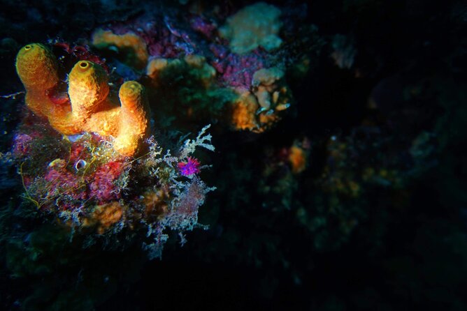 Pula Boat Trip with Snorkeling - What $47.73 buys you