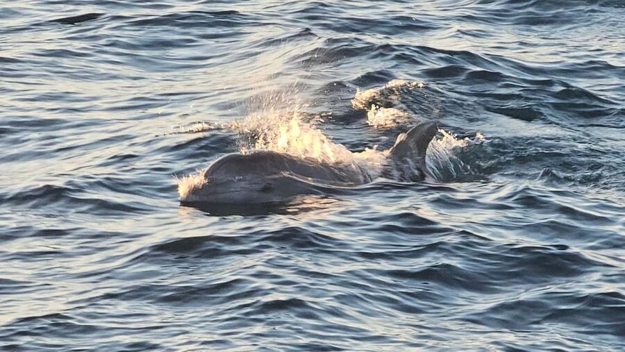 Pula: Brijuni National Park Dolphin Watching Tour w/Dinner - Is $62 a Fair Price in Pula?
