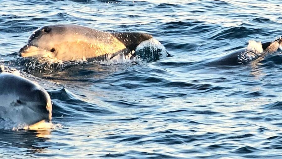 Pula: Brijuni National Park Dolphin Watching Tour w/Dinner - Practical Tips for a Better Evening