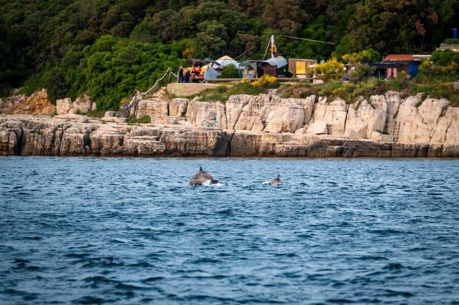 Pula: Brijuni National Park Sunset, Dolphins & Dinner Cruise - A sunset cruise with a real chance of dolphins