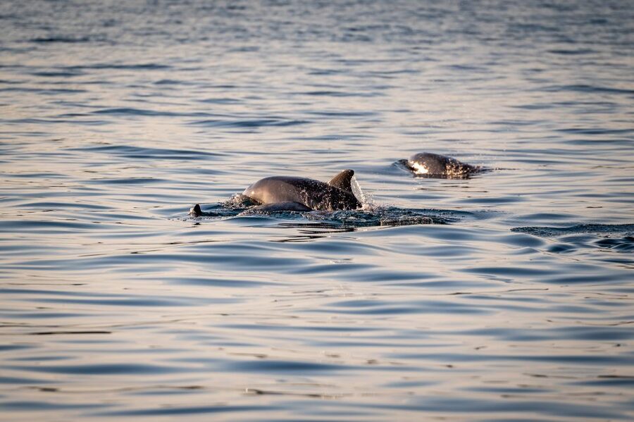 Pula: Brijuni National Park Sunset, Dolphins & Dinner Cruise - How the dolphin search works