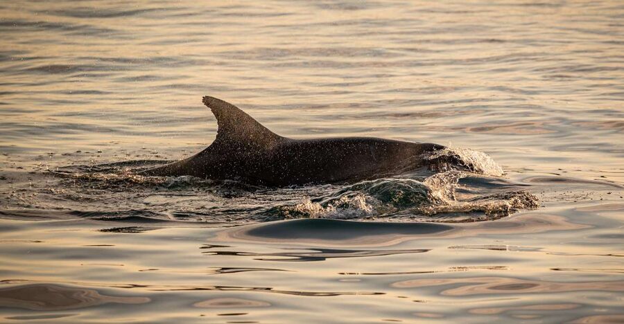 Pula: Brijuni National Park Sunset, Dolphins & Dinner Cruise - Drinks, music, and the mood onboard