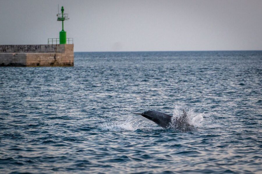 Pula: Brijuni National Park Sunset, Dolphins & Dinner Cruise - Pula harbor and the Austro-Hungarian waterfront
