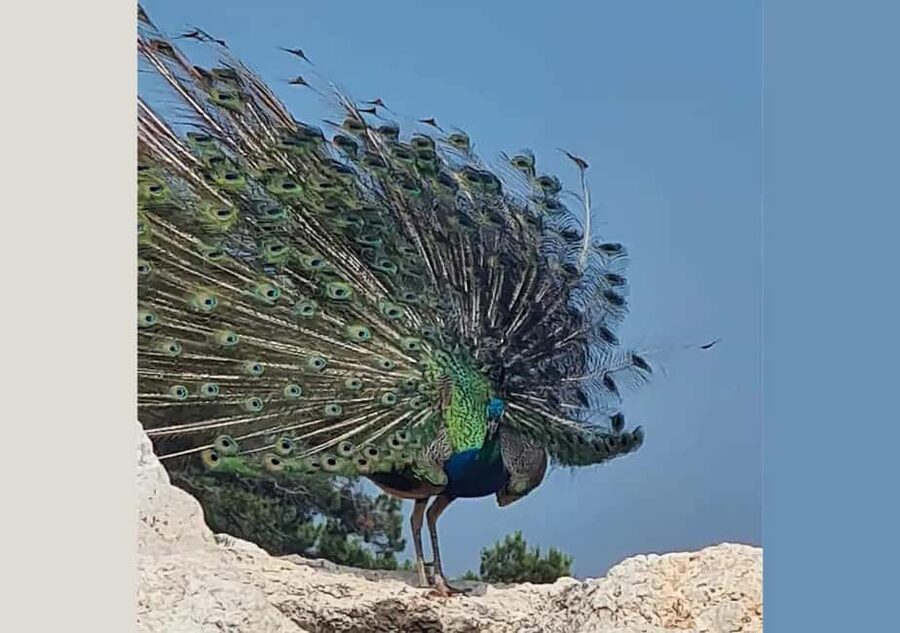 Pula: Brijuni National Park Tour with Island Visit - Cruising past every Brijuni island