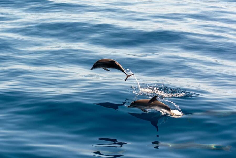 Pula: Brijuni Sunset Dolphin Cruise with Dinner & Drinks - Dinner during the golden hour
