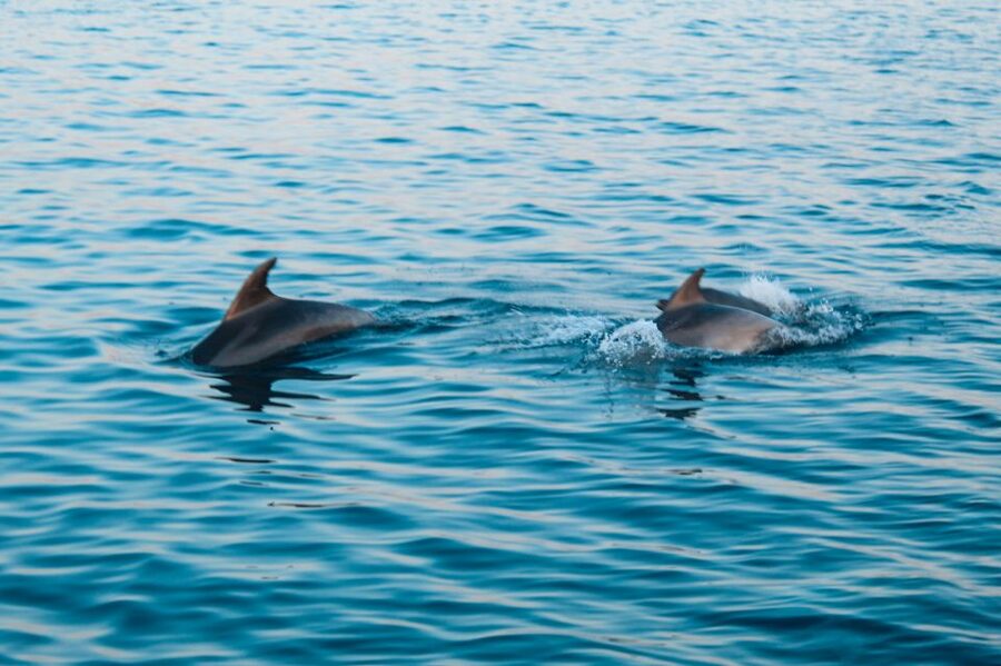 Pula: Brijuni Sunset Dolphin Cruise with Dinner & Drinks - Practical tips for a better evening
