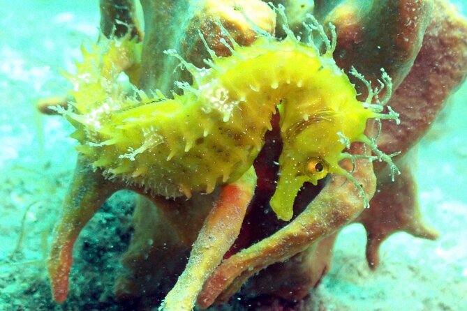 Pula Discover Scuba Diving Package - Starting at Park Plaza Histria in Pula