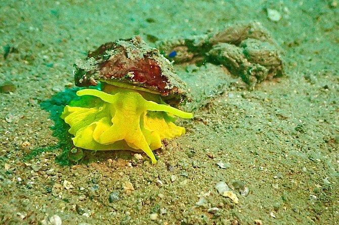 Pula Discover Scuba Diving Package - What the $192.24 price really covers