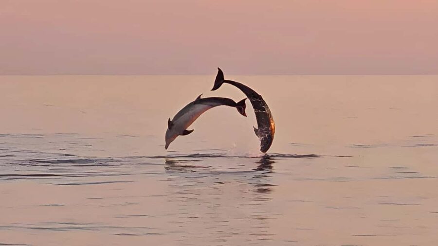 Pula: Dolphin Sunset Cruise to Brijuni with Dinner & Drinks - Watching for dolphins near Brijuni National Park