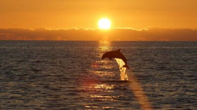 Dolphin Sunset Cruise to Brijuni with Dinner & Drinks
