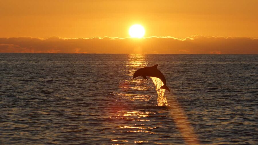 Pula: Dolphin Sunset Cruise to Brijuni with Dinner & Drinks - Why Ananda feels comfortable for an evening at sea