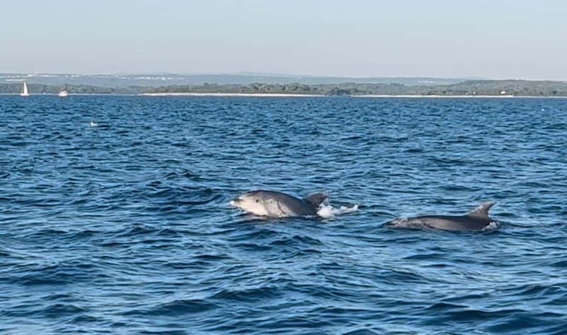 Pula: Dolphin-Watching Cruise at Sunset with Dinner & Drinks - Should you book the Pula dolphin-watching cruise?