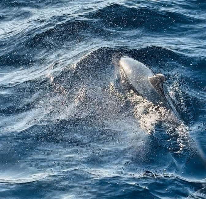 Pula: Dolphin-Watching Cruise at Sunset with Dinner & Drinks - Reaching the dolphin zone after two hours
