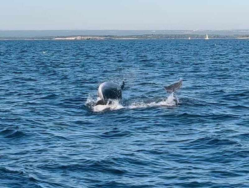 Pula: Dolphin-Watching Cruise at Sunset with Dinner & Drinks - Who will get the most from this evening cruise