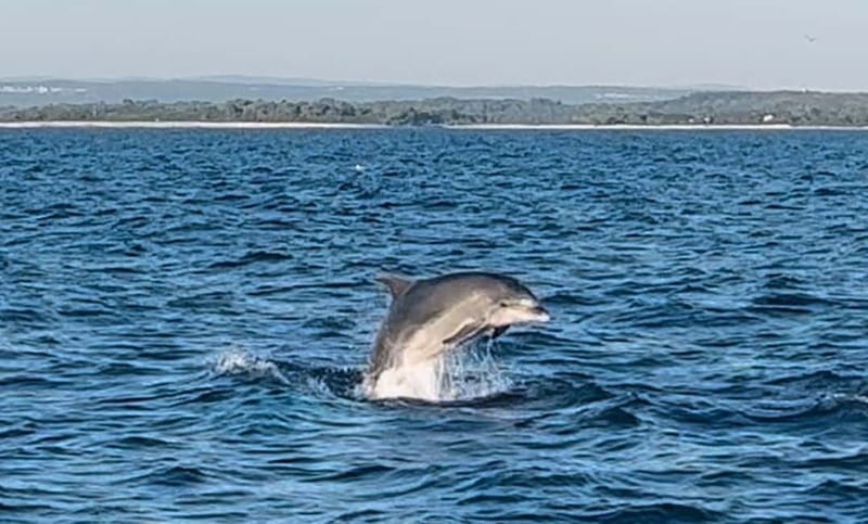Pula: Dolphin-Watching Cruise at Sunset with Dinner & Drinks - Practical advice for a smoother trip