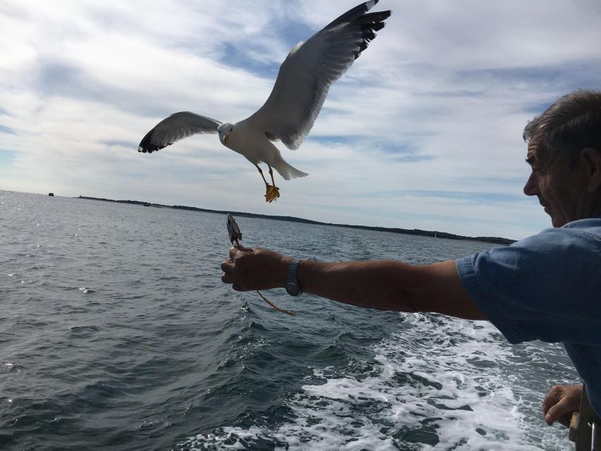 Pula: Dolphin Watching Sunset Cruise with Dinner & Drinks - From Pula harbor to open water