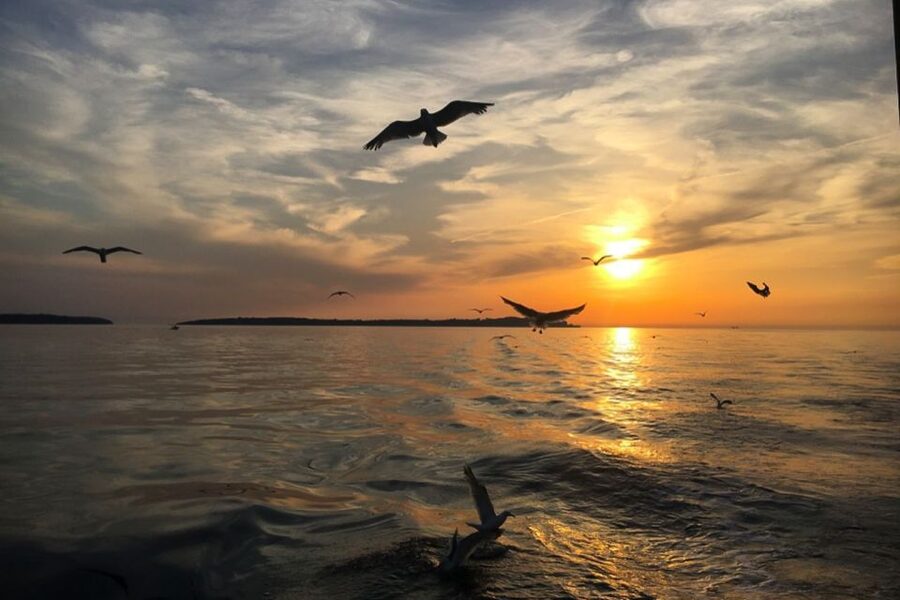 Pula: Dolphin Watching Sunset Cruise with Dinner & Drinks - What the three-hour pace feels like