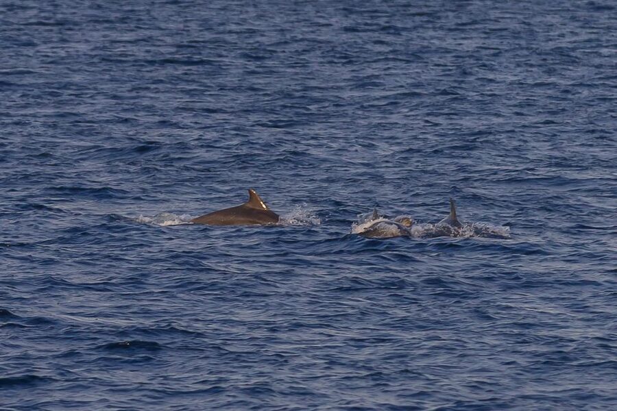 Pula: Dolphin Watching Sunset Cruise with Dinner & Drinks - Searching for dolphins near Brijuni National Park