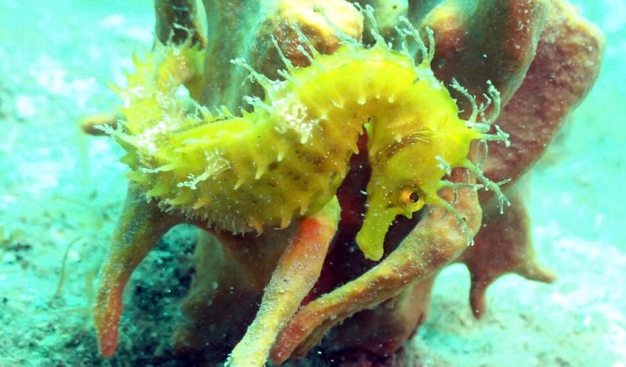 Pula: Introduction to Scuba Diving - The main limitation: it is only an introduction