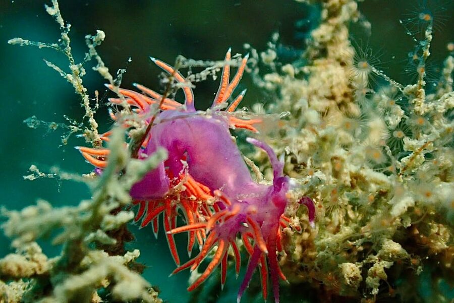 Pula: Introduction to Scuba Diving - What the $100 price really covers