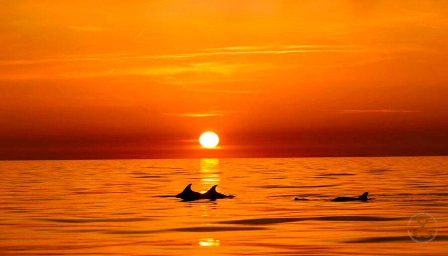 Pula: National Park Brijuni Dolphin Cruise with Dinner - Boarding in Pula and settling onto the boat