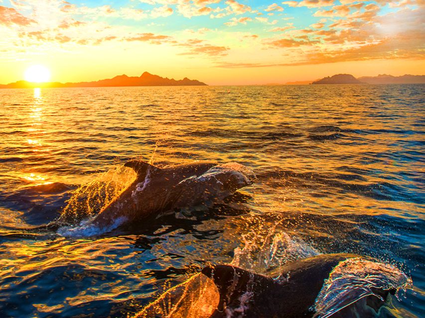 Pula: National Park Brijuni Dolphin Cruise with Dinner - The dolphin search is the main event