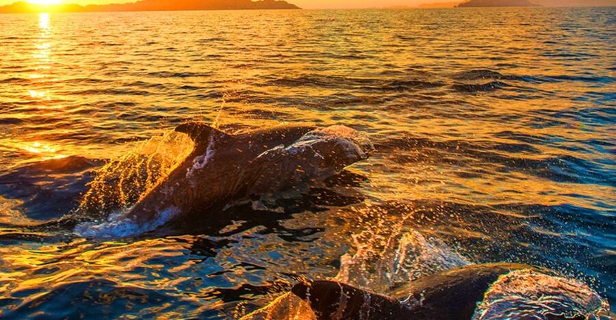 Pula: National Park Brijuni Dolphin Cruise with Dinner - Watching the coast between Pula and Fažana