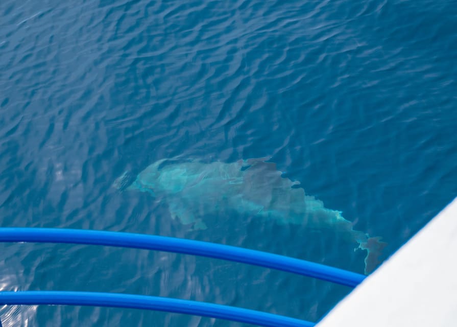 Pula: Private Dolphins & Sunset Tour With Dinner & Drinks - Who will enjoy this Pula evening most