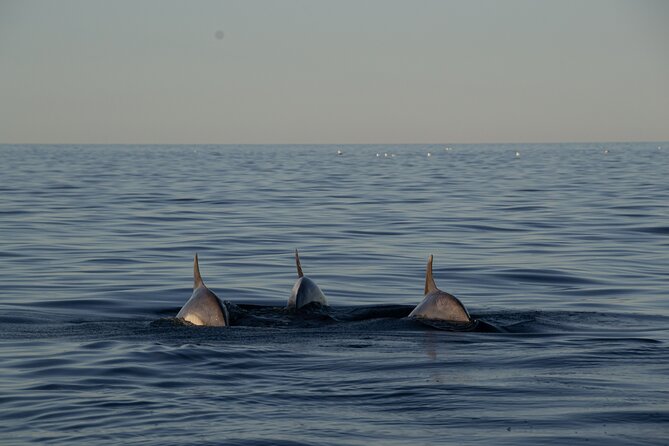 Pula: Private Golden Hour Sail - Dolphins, Drinks & Brijuni Views - A boat set up for a relaxed evening