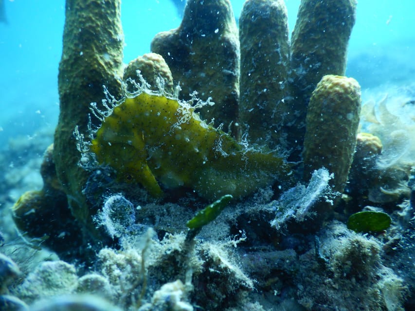 Pula: Private Introduction to Scuba Diving - Weather, health, and age considerations