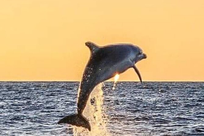 Romantic Boat Trip with Dolphin Watching - The Istrian coast from offshore