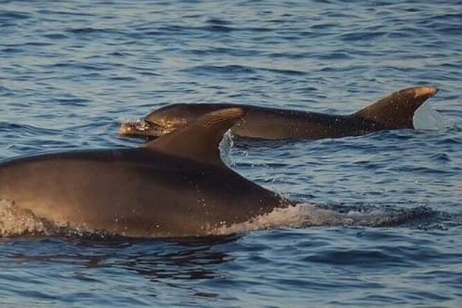 Romantic Boat Trip with Dolphin Watching - Wine, water, and the practical drink details