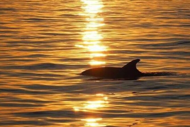 Romantic Boat Trip with Dolphin Watching - Is $35.80 a fair price?
