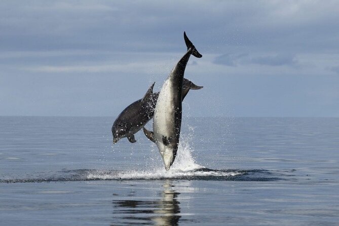 Romantic Boat Trip with Dolphin Watching - What dolphin watching is really like here