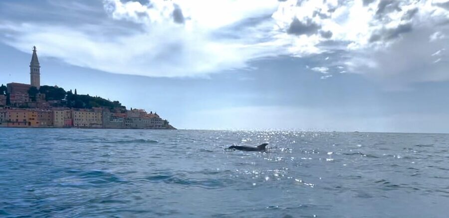 Rovinj: BUBA SUNSET KAYAK, snorkeling&driknks incuded - Snorkeling near Golden Cape