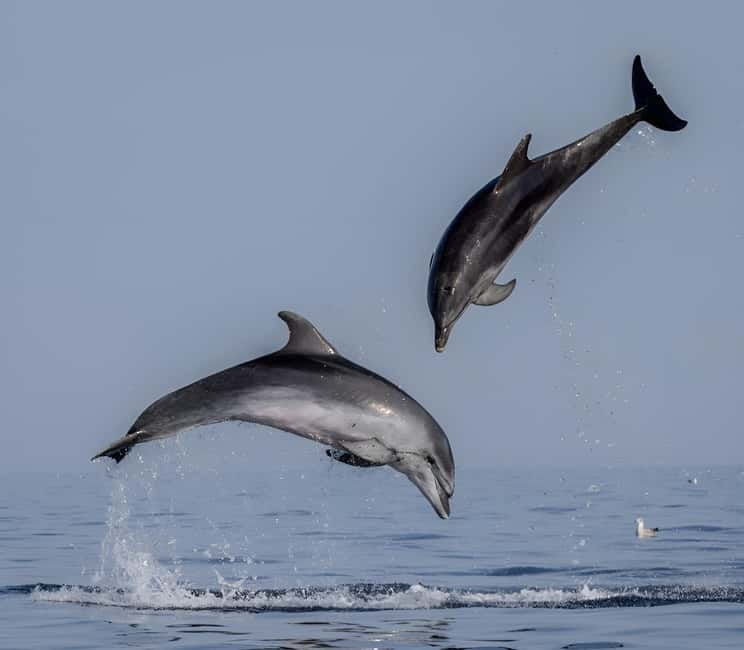 Rovinj: Dolphin Watching Sunset Speedboat Tour with Drinks - Key points at a glance