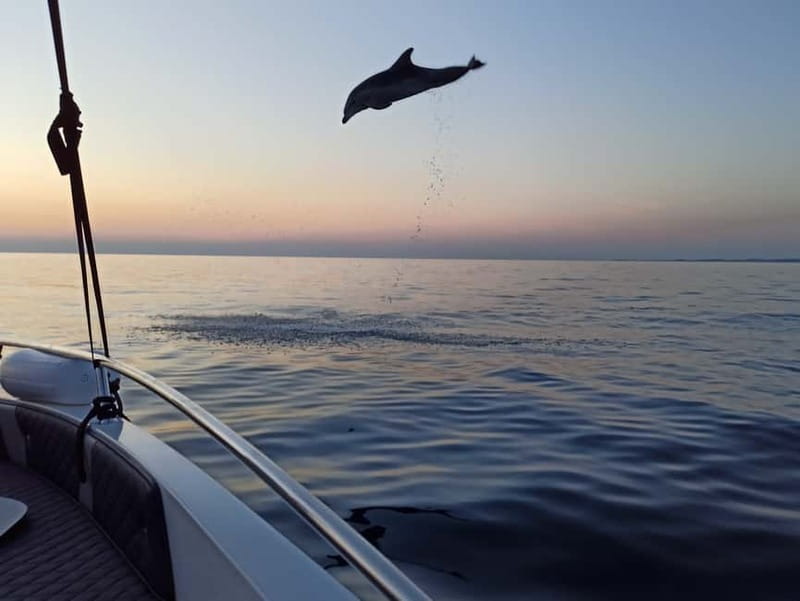 Rovinj: Dolphin Watching Sunset Speedboat Tour with Drinks - The sunset return and sea-level Old Town views