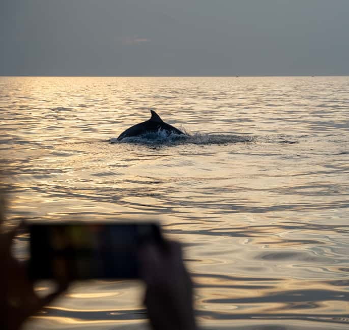 Rovinj: Dolphin Watching Sunset Speedboat Tour with Drinks - What the $72 price includes