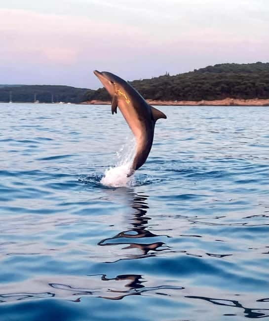 Rovinj: Shared Dolphin and Sunset Tour with Drinks - What Makes This Rovinj Dolphin Tour Worth Considering
